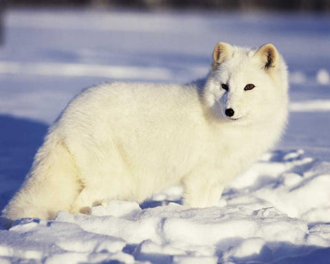 USA, Alaska Arctic fox in winter coat White Modern Wood Framed Art Print with Double Matting by Zuckerman, Jim