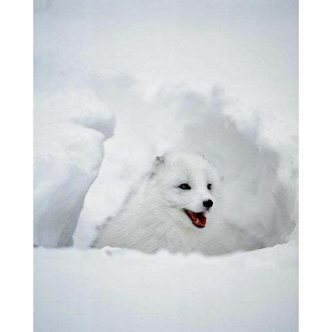 USA, Alaska Arctic fox in winter coat Black Modern Wood Framed Art Print by Zuckerman, Jim