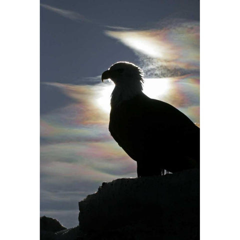 AK, Homer Bald eagle backlit by sunlight Gold Ornate Wood Framed Art Print with Double Matting by Illg, Cathy and Gordon