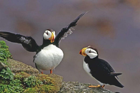 AK, St George Isl Horned puffins interacting Black Ornate Wood Framed Art Print with Double Matting by Welling, Dave