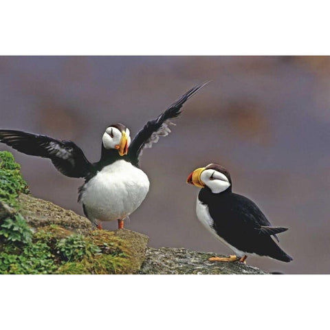 AK, St George Isl Horned puffins interacting Black Modern Wood Framed Art Print by Welling, Dave
