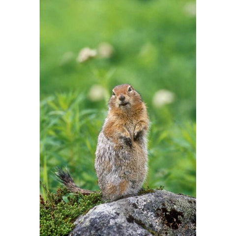 AK, Hatcher Pass Arctic ground squirrel on rock Black Modern Wood Framed Art Print with Double Matting by Welling, Dave