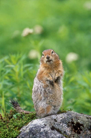AK, Hatcher Pass Arctic ground squirrel on rock Black Ornate Wood Framed Art Print with Double Matting by Welling, Dave