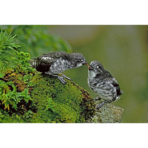 AK, Pribilof Isl, St George Least auklet Pair Black Modern Wood Framed Art Print with Double Matting by Welling, Dave