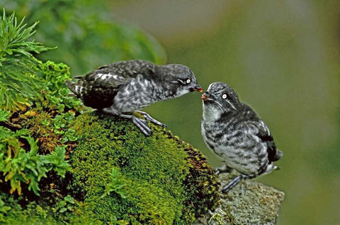 AK, Pribilof Isl, St George Least auklet Pair Black Ornate Wood Framed Art Print with Double Matting by Welling, Dave