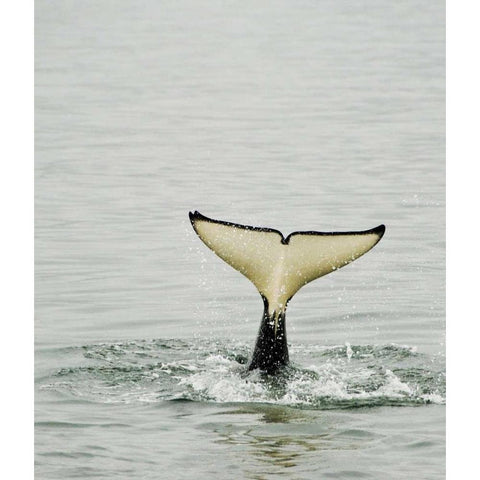 USA, Alaska, Inside Passage Tail of diving orca Black Modern Wood Framed Art Print by Rotenberg, Nancy