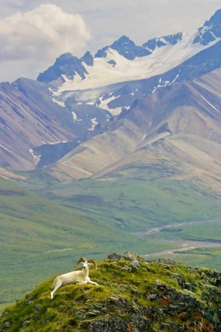 AK, Denali NP, Polychrome Pass Dall sheep ram White Modern Wood Framed Art Print with Double Matting by Lord, Fred
