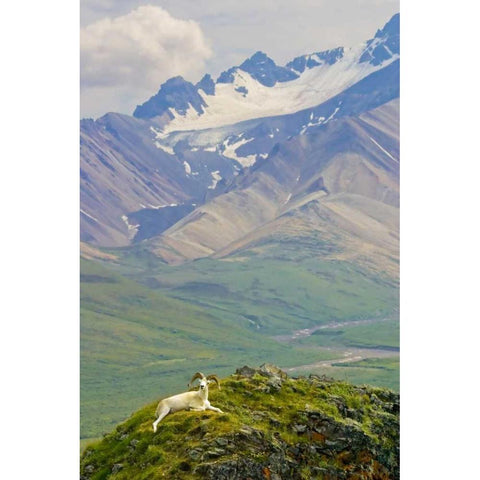 AK, Denali NP, Polychrome Pass Dall sheep ram Black Modern Wood Framed Art Print by Lord, Fred