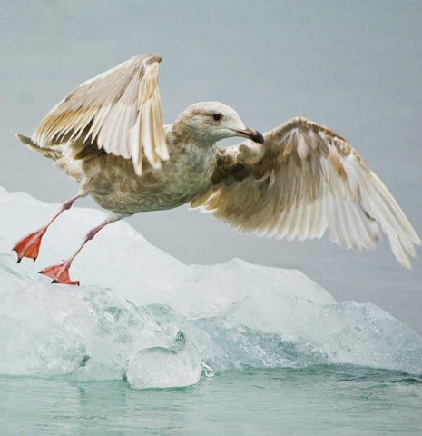 AK, Inside PassageGull taking off from ice floe White Modern Wood Framed Art Print with Double Matting by Rotenberg, Nancy