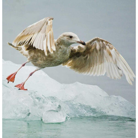 AK, Inside PassageGull taking off from ice floe Gold Ornate Wood Framed Art Print with Double Matting by Rotenberg, Nancy