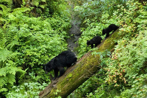 USA, Alaska Black bear cubs follow mother on log White Modern Wood Framed Art Print with Double Matting by Rotenberg, Nancy