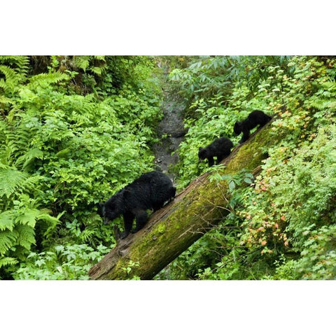 USA, Alaska Black bear cubs follow mother on log Black Modern Wood Framed Art Print with Double Matting by Rotenberg, Nancy