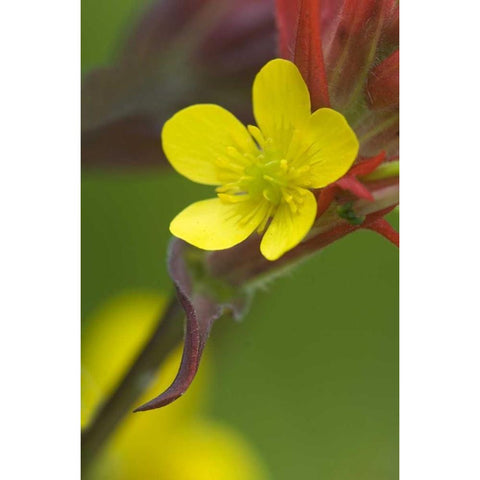Alaska Buttercup and paintbrush flowers Black Modern Wood Framed Art Print by Rotenberg, Nancy