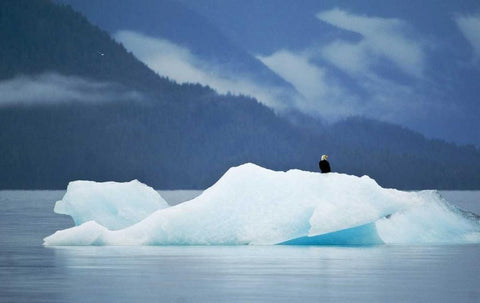 AK, Inside Passage Bald eagle perched on ice White Modern Wood Framed Art Print with Double Matting by Rotenberg, Nancy