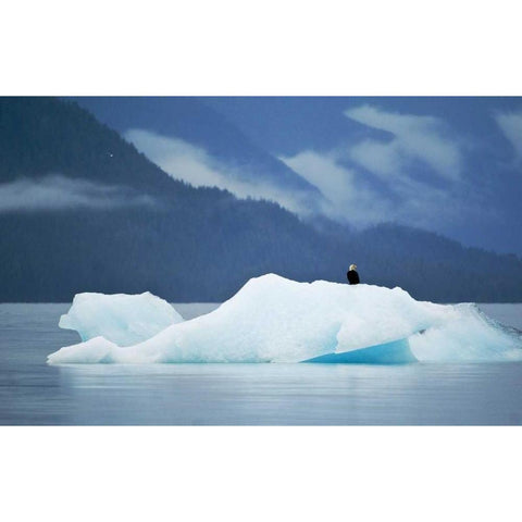 AK, Inside Passage Bald eagle perched on ice Black Modern Wood Framed Art Print with Double Matting by Rotenberg, Nancy