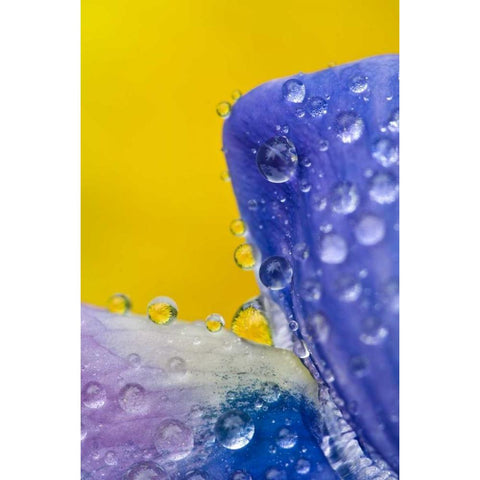 AK, Lupine with rain drops and dandelions Gold Ornate Wood Framed Art Print with Double Matting by Rotenberg, Nancy