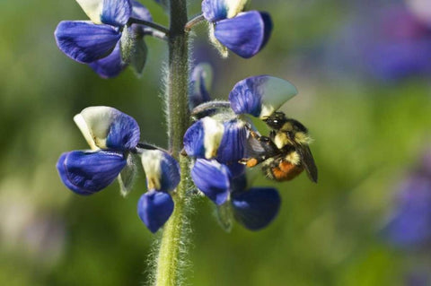 USA, Alaska, Inside Passage Bee on lupine flower White Modern Wood Framed Art Print with Double Matting by Rotenberg, Nancy