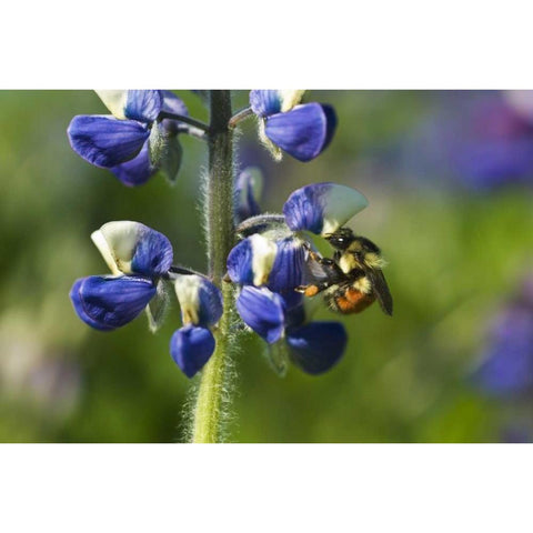 USA, Alaska, Inside Passage Bee on lupine flower Black Modern Wood Framed Art Print by Rotenberg, Nancy