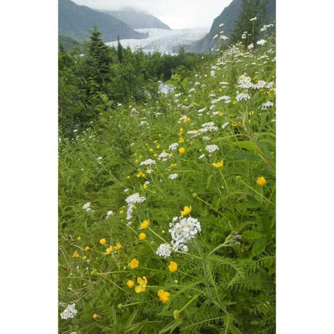 Alaska flowers with Mendenhall Glacier Black Modern Wood Framed Art Print by Rotenberg, Nancy