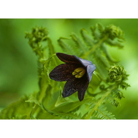 Alaska, Inside Passage Chocolate lily and fern Black Modern Wood Framed Art Print by Rotenberg, Nancy