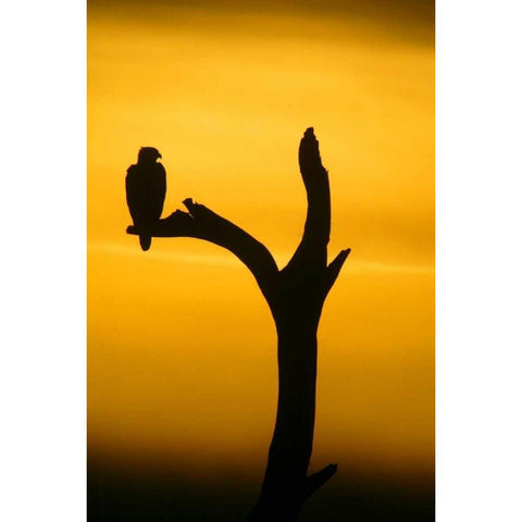 Alaska, Homer Bald eagle resting on dead tree White Modern Wood Framed Art Print by Morris, Arthur