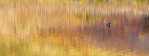 AK, Denali NP Duck with reed reflections White Modern Wood Framed Art Print with Double Matting by Morris, Arthur