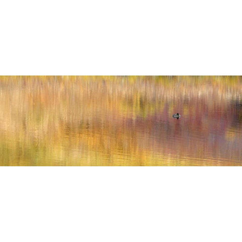 AK, Denali NP Duck with reed reflections Black Modern Wood Framed Art Print by Morris, Arthur