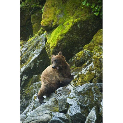 AK, Inside Passage Grizzly bear on boulders Black Modern Wood Framed Art Print by Rotenberg, Nancy