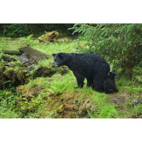 AK, Inside Passage Black bear mother and cub Black Modern Wood Framed Art Print by Rotenberg, Nancy