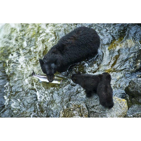 AK, Inside Passage Black bear with fish and cubs Gold Ornate Wood Framed Art Print with Double Matting by Rotenberg, Nancy