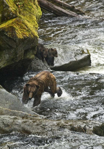 AK, Mother grizzly bear with cubs in Anan Creek White Modern Wood Framed Art Print with Double Matting by Rotenberg, Nancy