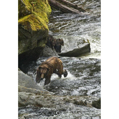 AK, Mother grizzly bear with cubs in Anan Creek Black Modern Wood Framed Art Print with Double Matting by Rotenberg, Nancy