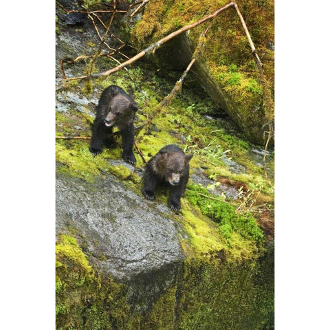 AK, Inside Passage Two grizzly bear cubs Black Modern Wood Framed Art Print with Double Matting by Rotenberg, Nancy
