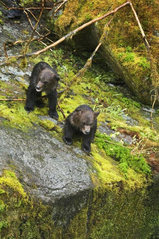 AK, Inside Passage Two grizzly bear cubs White Modern Wood Framed Art Print with Double Matting by Rotenberg, Nancy