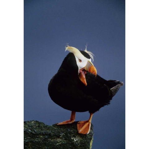 AK, Pribilof Islands Lone puffin on rock ledge Gold Ornate Wood Framed Art Print with Double Matting by Williams, Joanne