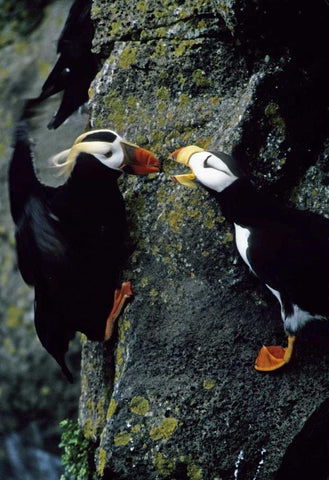 AK, Pribilof Islands Puffins on cliffside White Modern Wood Framed Art Print with Double Matting by Williams, Joanne