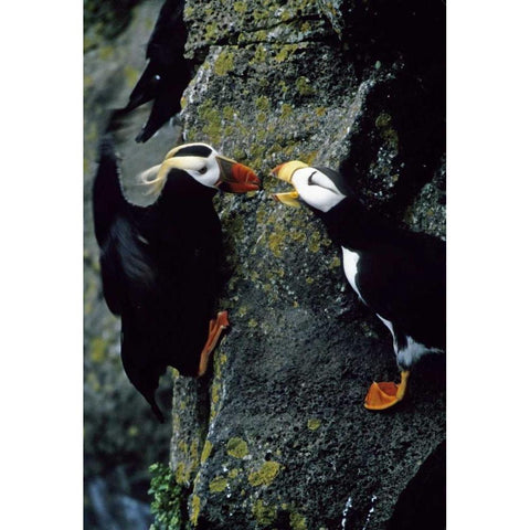 AK, Pribilof Islands Puffins on cliffside Gold Ornate Wood Framed Art Print with Double Matting by Williams, Joanne