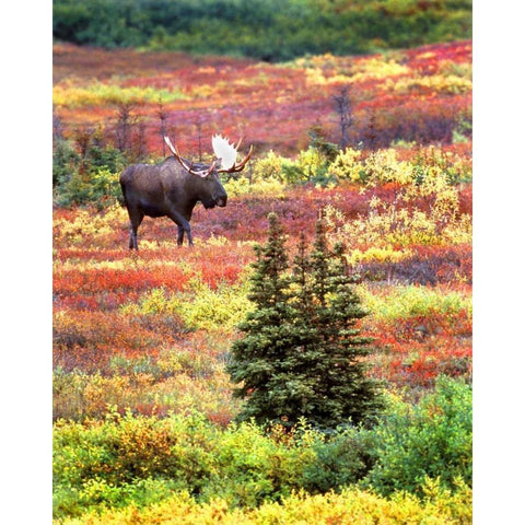 AK, Denali NP Bull moose and autumn tundra White Modern Wood Framed Art Print by Kelley, David