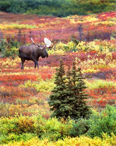 AK, Denali NP Bull moose and autumn tundra White Modern Wood Framed Art Print with Double Matting by Kelley, David