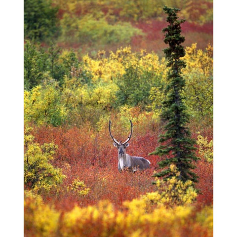 AK, Denali NP Caribou and autumn in Denali NP Black Modern Wood Framed Art Print by Kelley, David