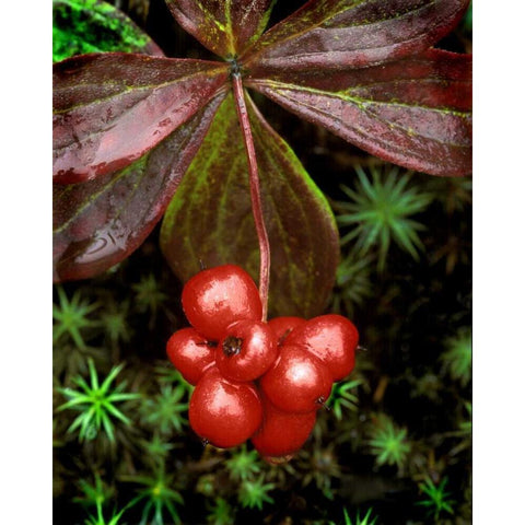 AK, Denali NP Detail of leaves and red berries Gold Ornate Wood Framed Art Print with Double Matting by Kelley, David