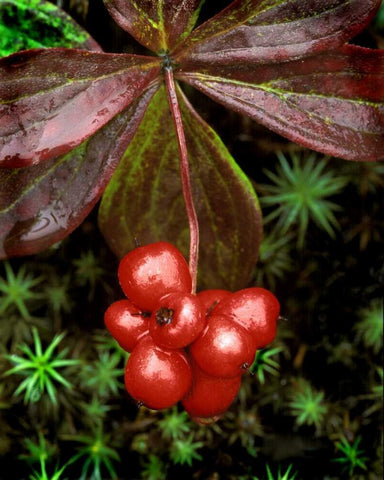 AK, Denali NP Detail of leaves and red berries White Modern Wood Framed Art Print with Double Matting by Kelley, David