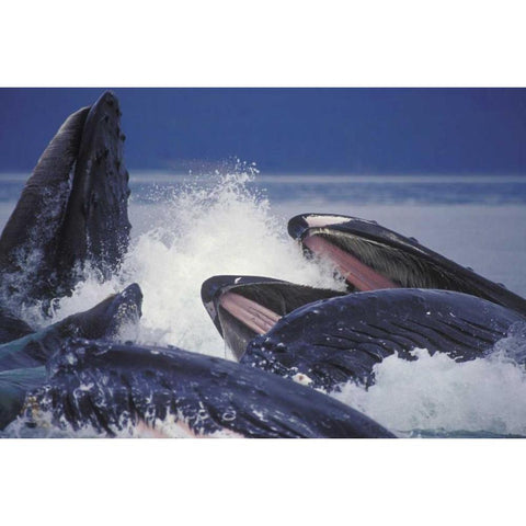 Alaska, Juneau Humpback whales bubble net feed Black Modern Wood Framed Art Print by Anon, Josh