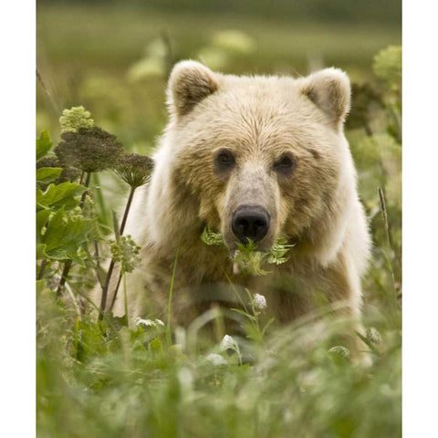 AK, Lake Clark NP Grizzly bear with fern leaves Black Modern Wood Framed Art Print by Kaveney, Wendy