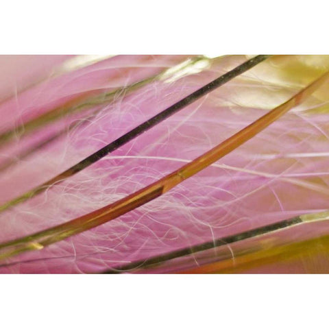 AK, Lake Clark NP Pink and gold fishing fly Black Modern Wood Framed Art Print by Kaveney, Wendy