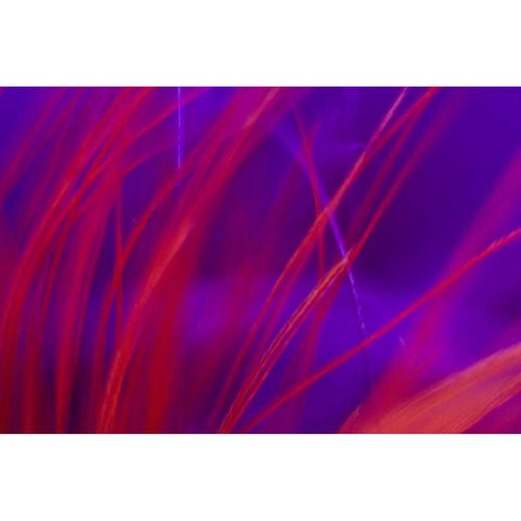 AK, Lake Clark NP Abstract of fishing fly White Modern Wood Framed Art Print by Kaveney, Wendy