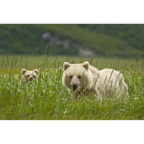 AK, Lake Clark NP Blonde grizzly bear and cub Black Modern Wood Framed Art Print by Kaveney, Wendy