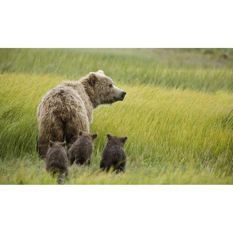 AK, Lake Clark NP Grizzly bear and spring cubs White Modern Wood Framed Art Print by Kaveney, Wendy