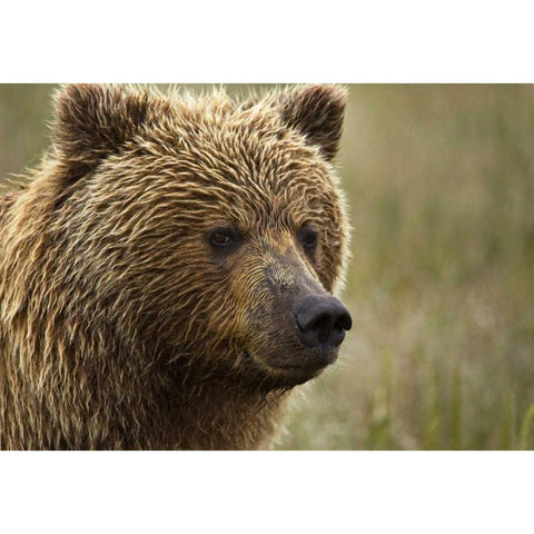 Alaska, Lake Clark NP Portrait of a grizzly bear White Modern Wood Framed Art Print by Kaveney, Wendy