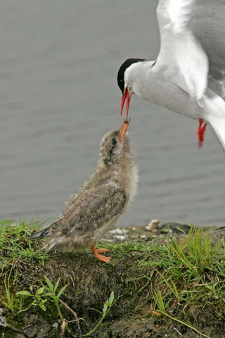 AK, Potters Marsh Arctic tern feeding chick White Modern Wood Framed Art Print with Double Matting by Illg, Cathy and Gordon
